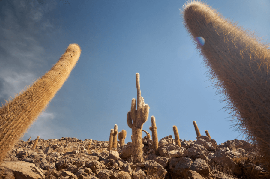 vegetação nativa no geyser del tatio em um dia ensolarado