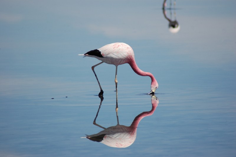flamingo no deserto do atacama