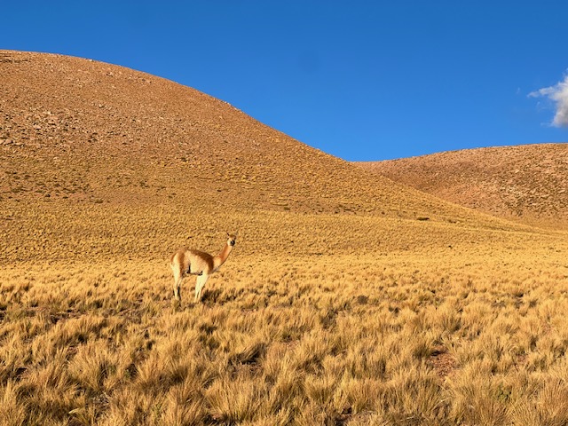 Lhama em seu habitat extremo no deserto do Atacama