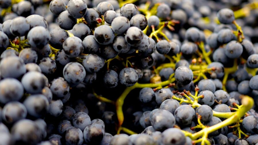uva para produção de vinho