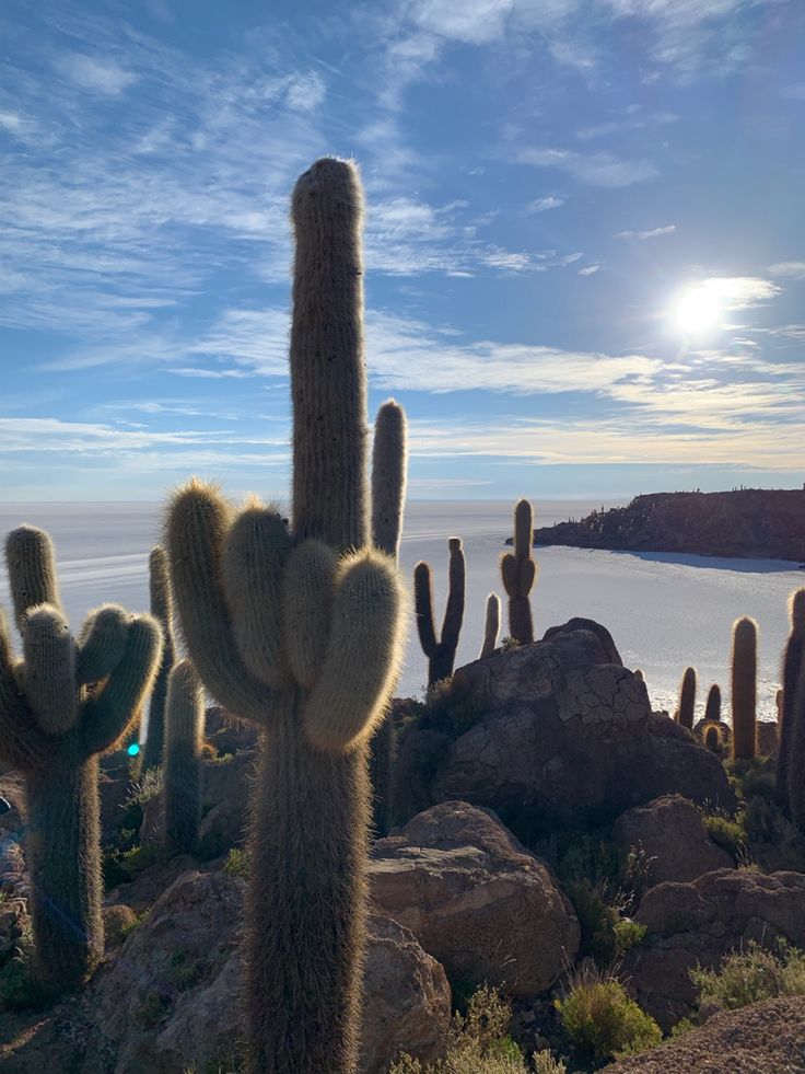 cactus - Isla Incahuasi