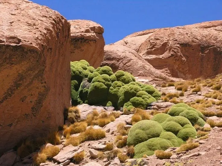 Yareta,flora,salar,uyuni