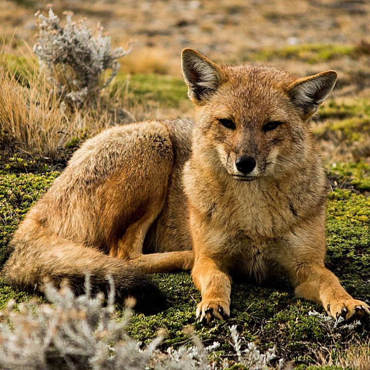 raposa andina,fauna,animais,salar,uyuni