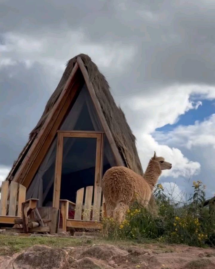 Maras e Moray piquenique com lhamas