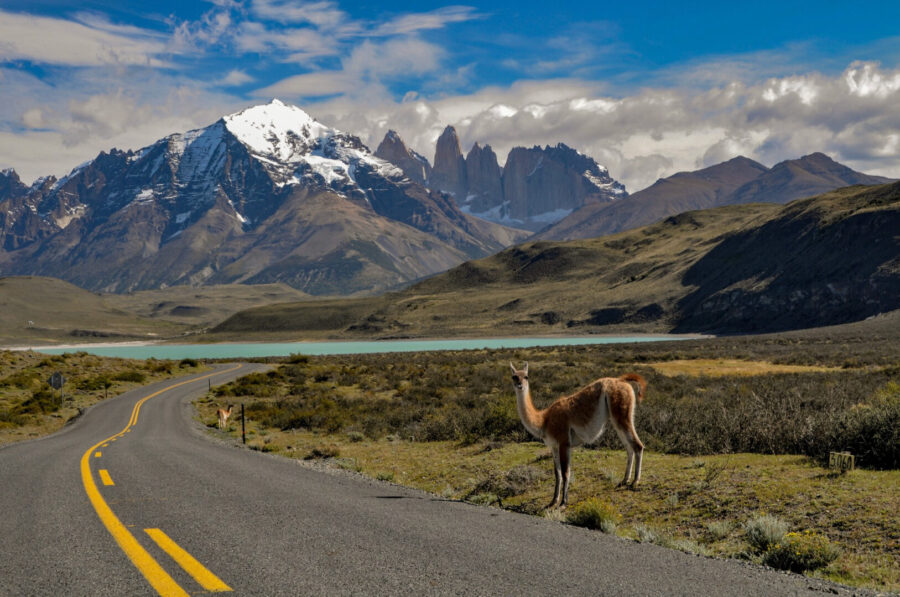 Animal andino no meio de uma estrada com os Andes no fundo