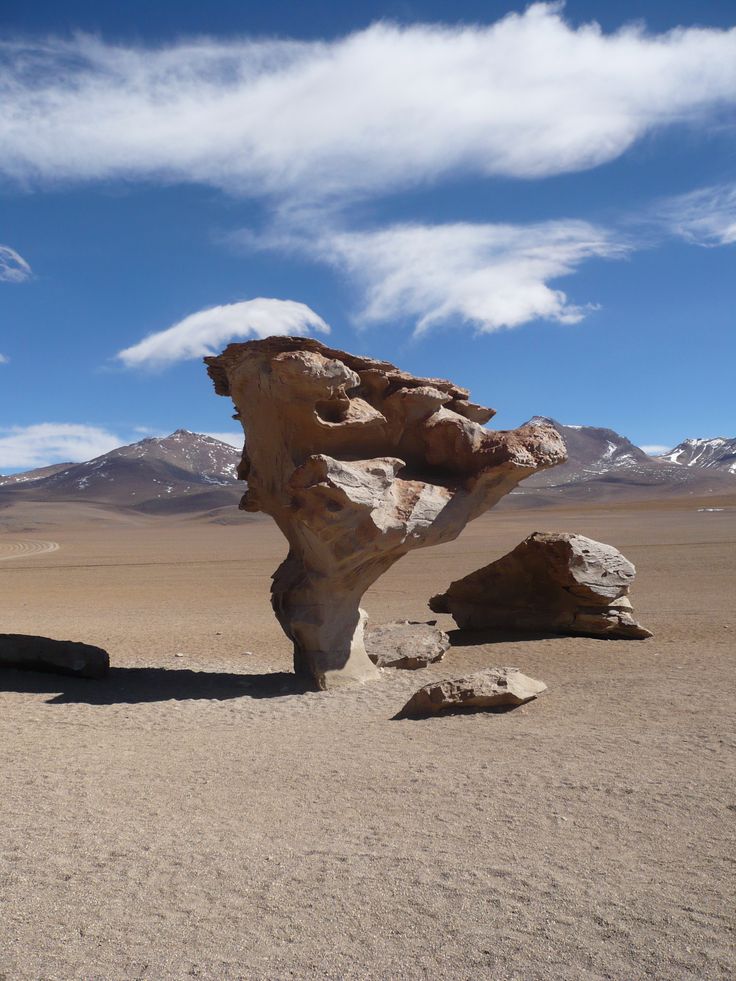 Arbore de piedra na bolivia durante o frio no saar de uyuni