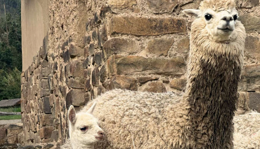 viagem para machu picchu - lhamas  no passeio Maras e Moray com Piquenique com lhamas