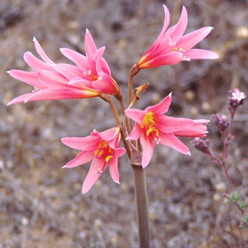 Añanuca Rosadas aparecem durante a primavera no deserto do atacama