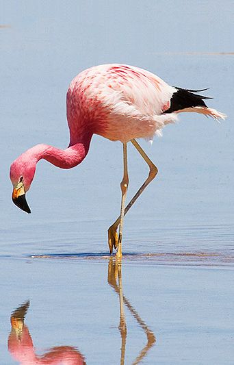 Flamingo no Salar de uyuni da espécie, flamingos dos andes