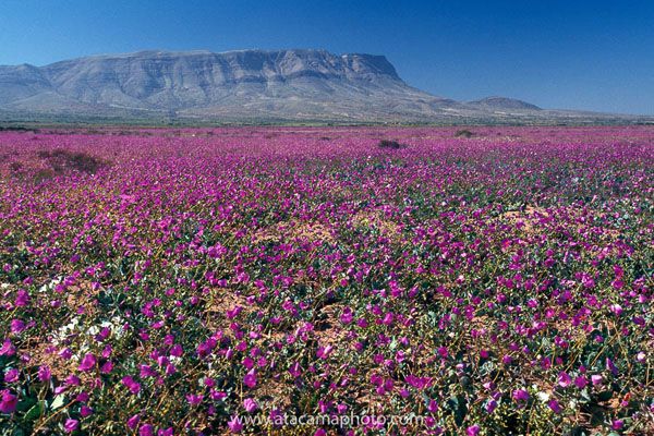Pata de Guaco floreia o deserto do Atacama durante a primavera. As flores são de cor rosa.