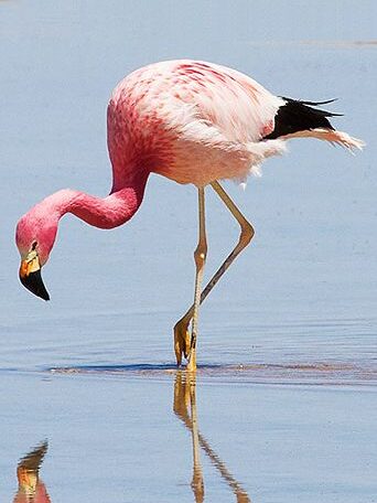 Flamingo no Salar de uyuni da espécie, flamingos dos andes