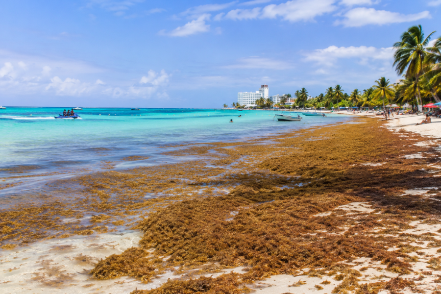 Praia de San Andrés, na Colômbia, com grande quantidade de sargaço acumulado na faixa de areia e próximo ao mar de águas azul-turquesa. Imagem comum em pesquisas sobre o que é sargaço