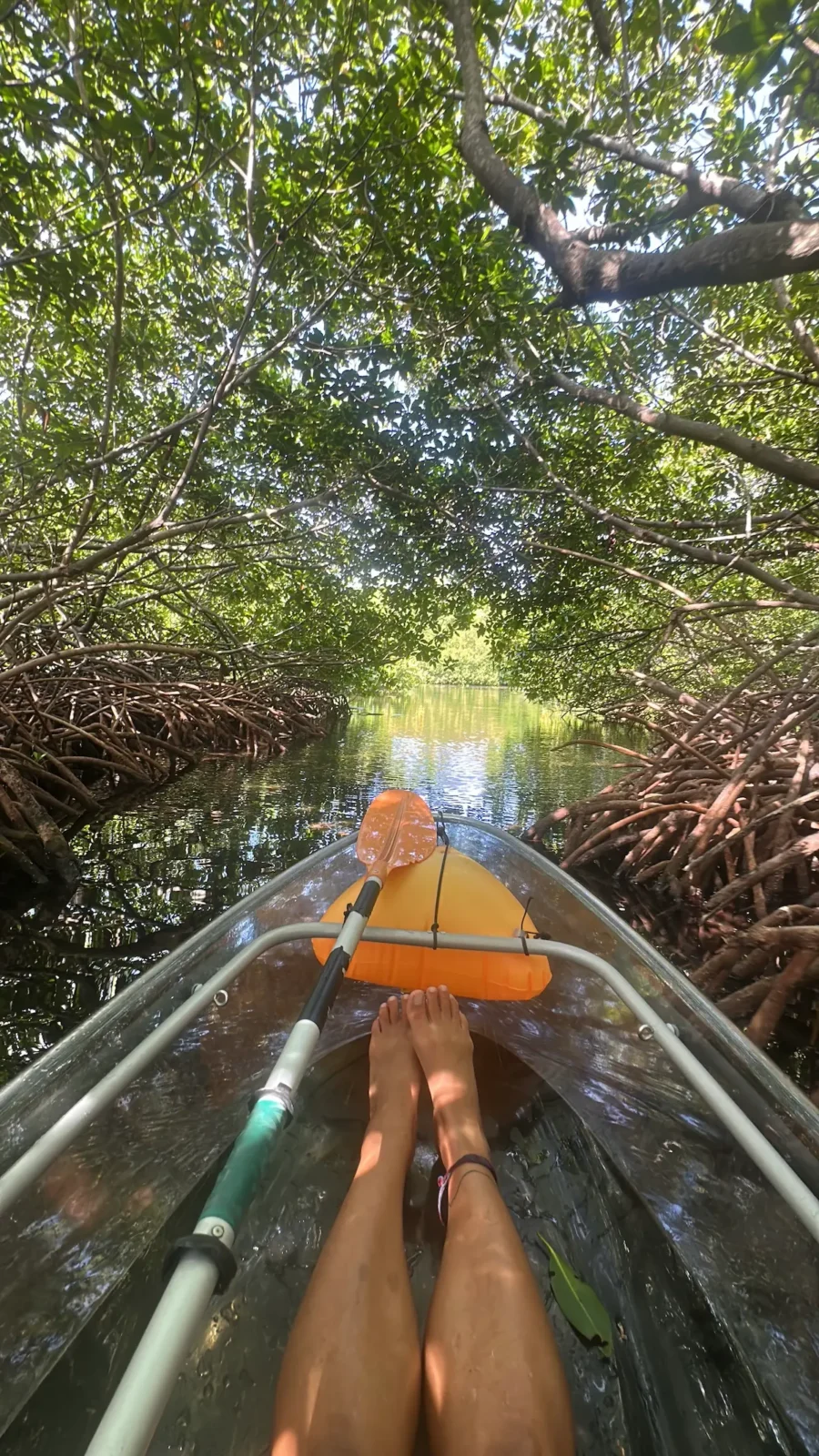 Visão a partir de um caiaque transparente navegando sob a copa de árvores em um manguezal com a Ecofiwi em San Andrés